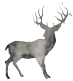 Skye Deer